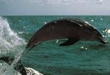 Dolphin Encounter Boat Ride Tour